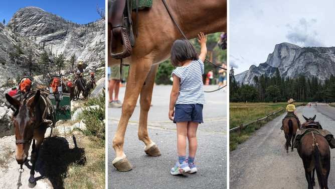Yosemite Mules at Yosemite National Park.